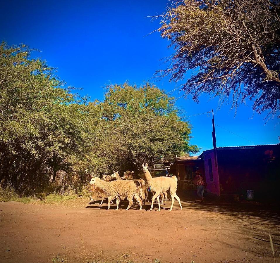 圣佩德罗·德·阿塔卡马 Suri Atacama - Eco H&T旅馆 外观 照片